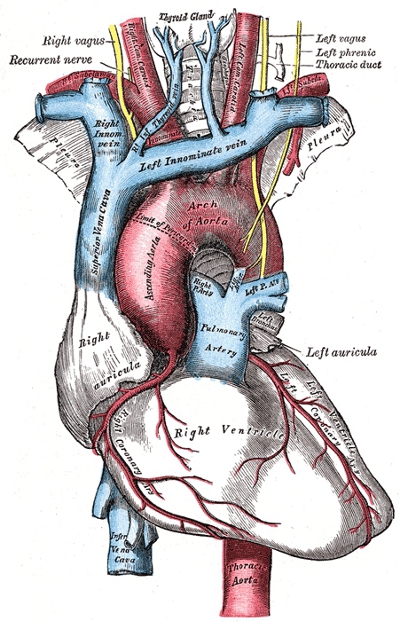 L'aorte