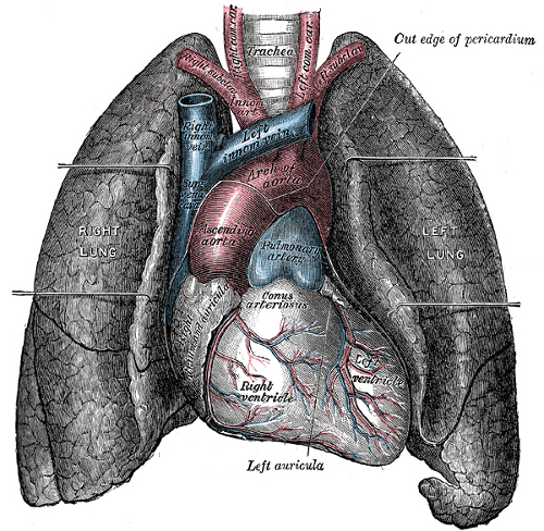 Le coeur et les poumons