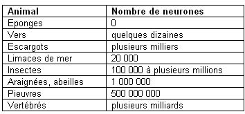 Nombre de neurones